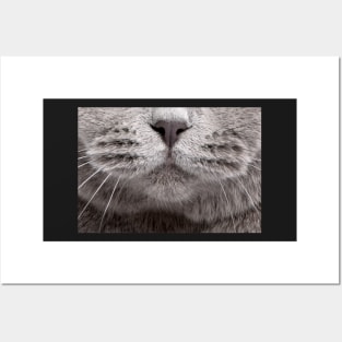 Funny Cat Face Posters and Art